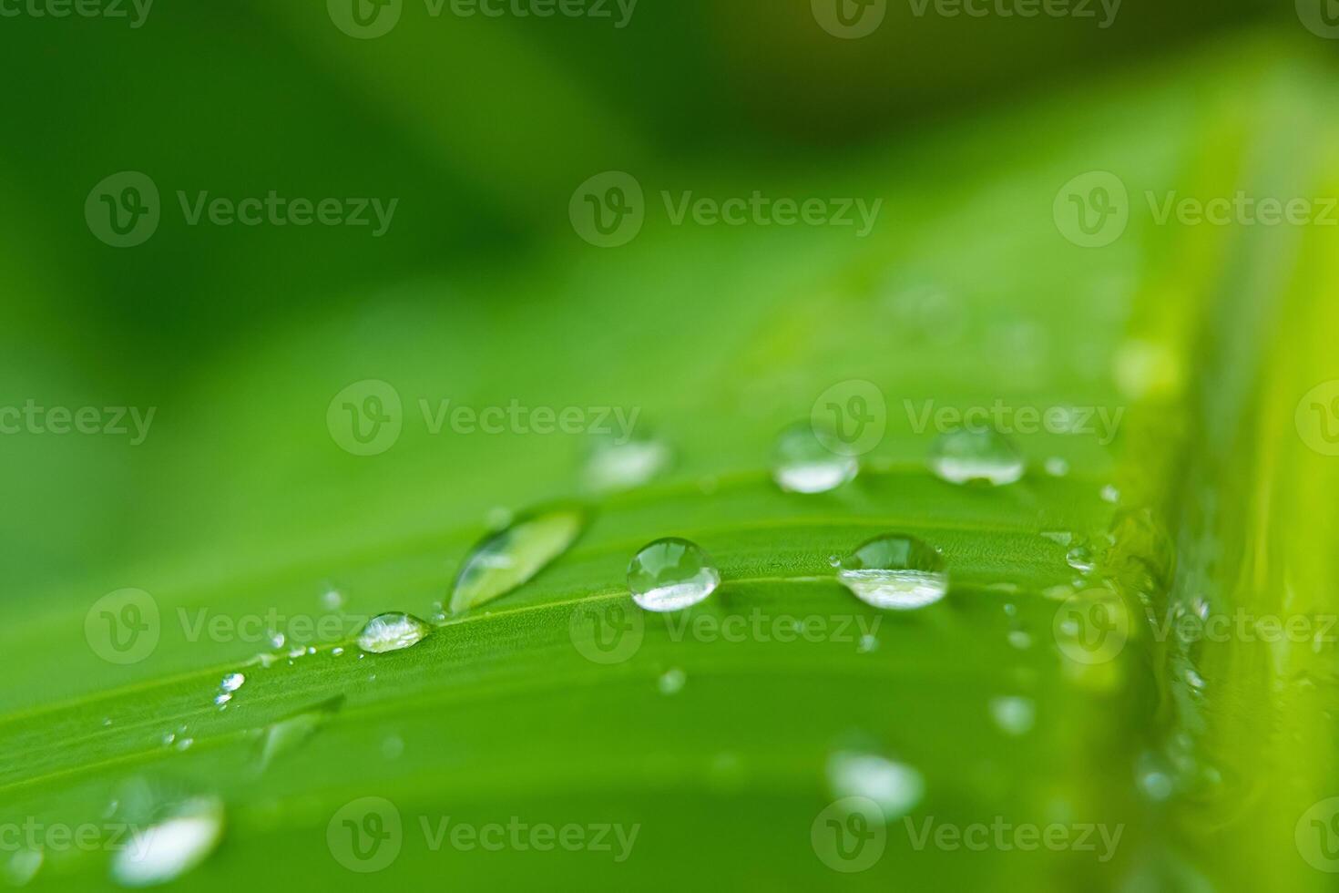 Raindrops on Lush Green Leaf photo