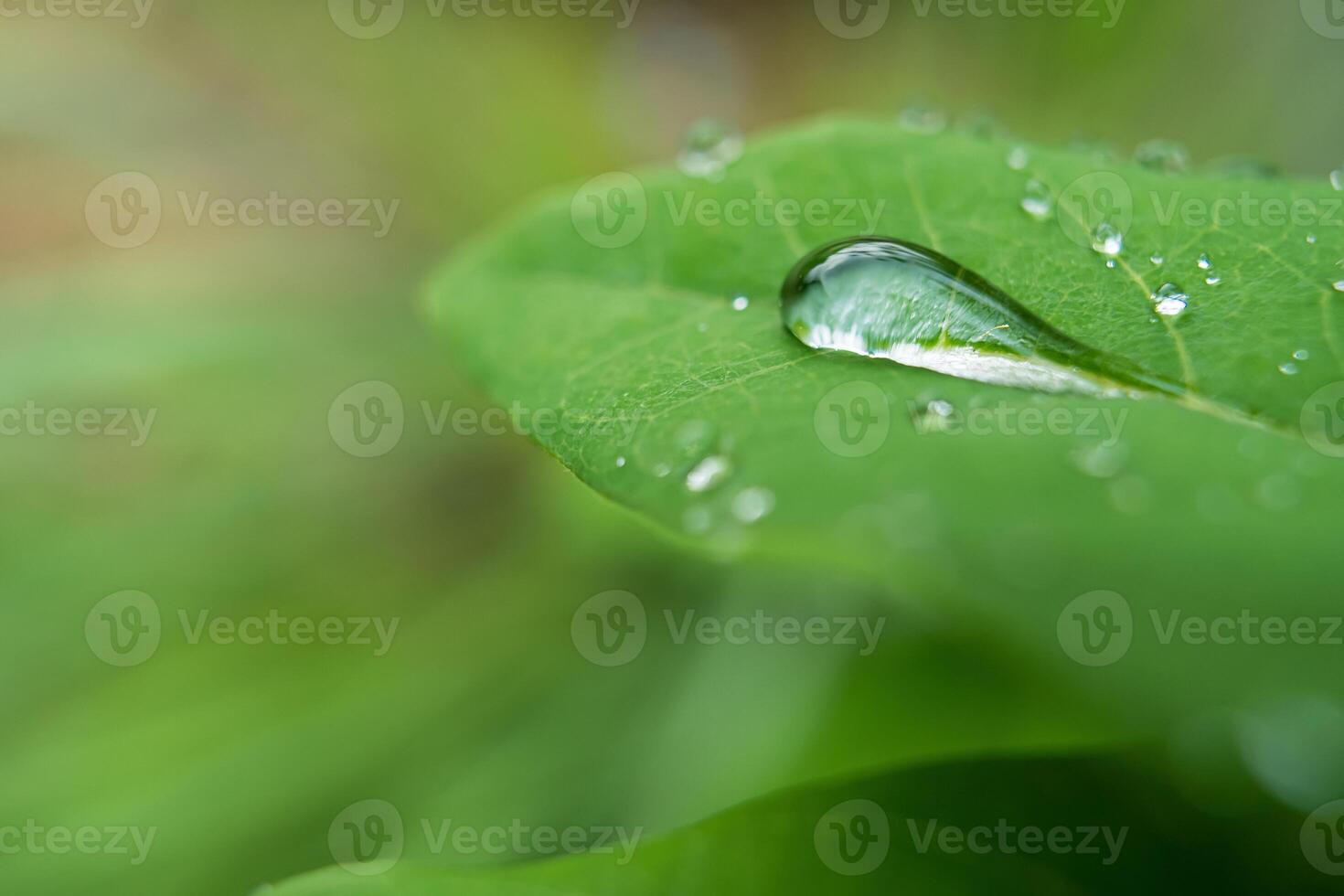 Raindrops on Lush Green Leaf photo