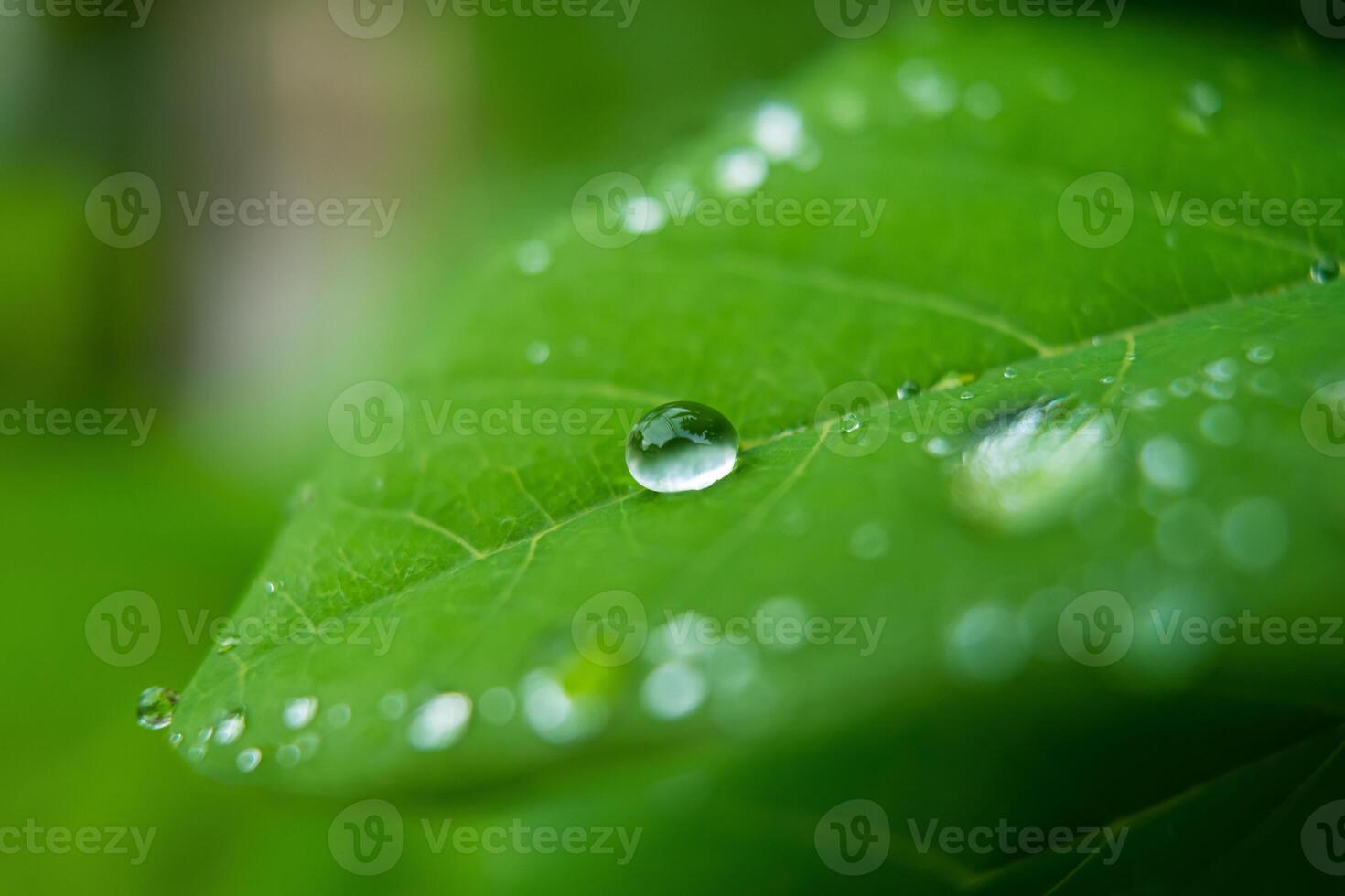Raindrops on Lush Green Leaf photo