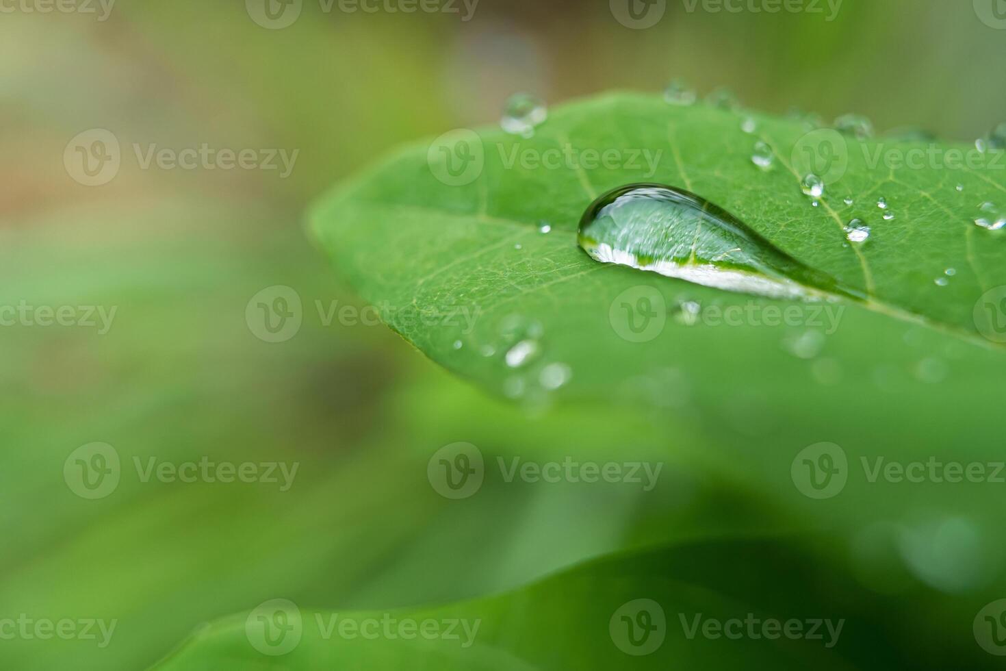 Raindrops on Lush Green Leaf photo