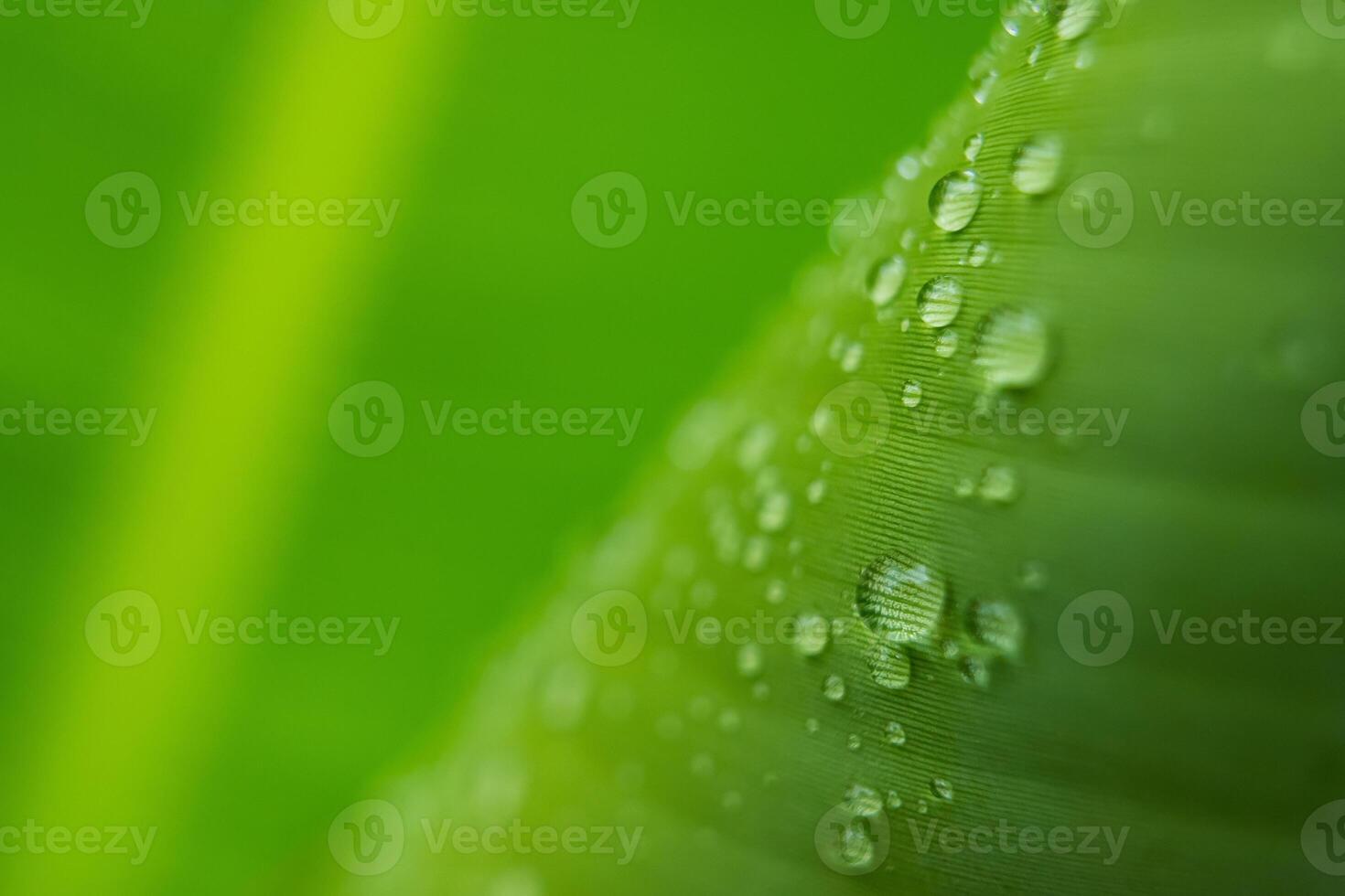 Raindrops on Lush Green Leaf photo
