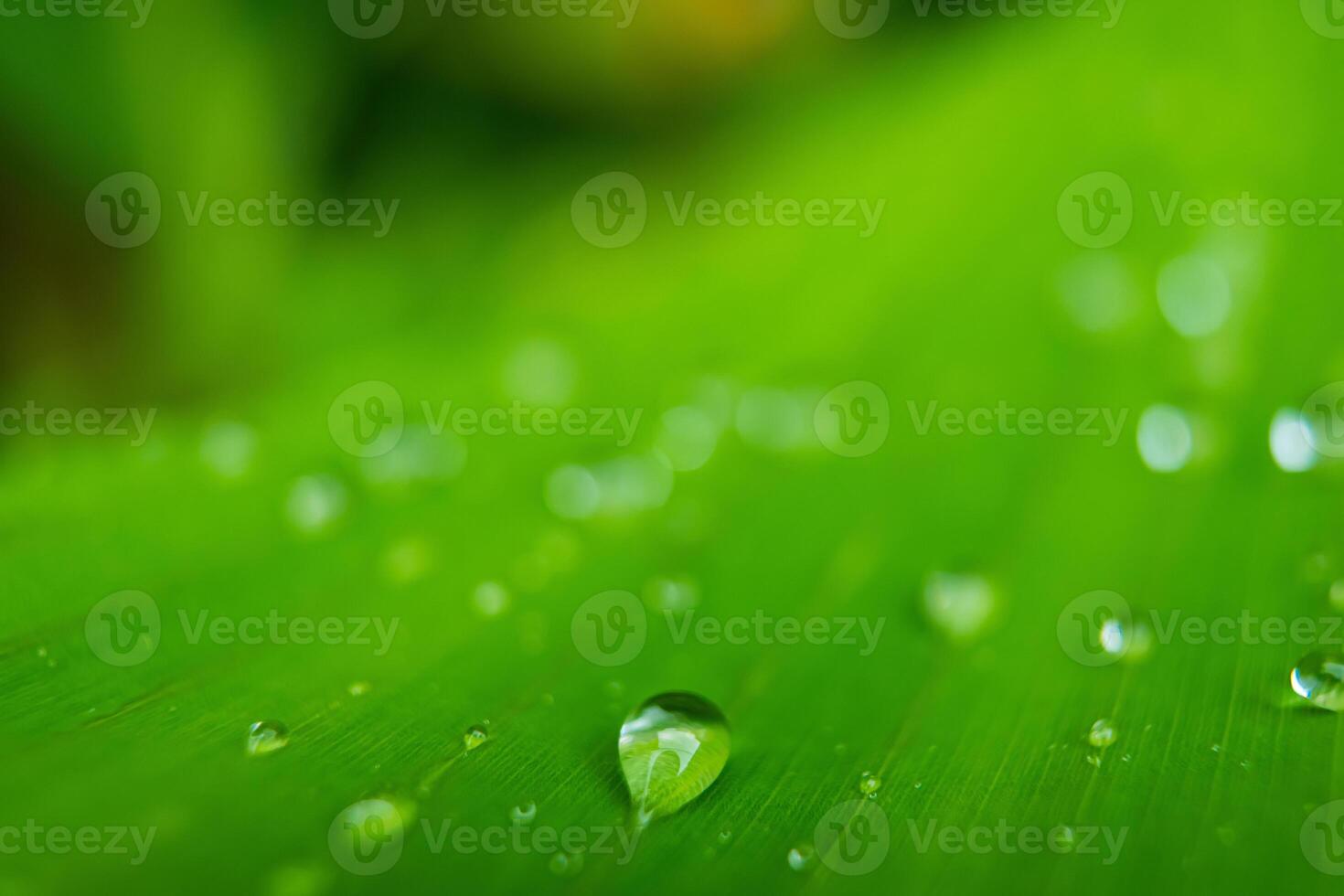 Raindrops on Lush Green Leaf photo
