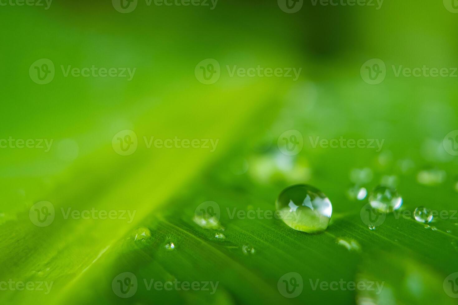 Raindrops on Lush Green Leaf photo