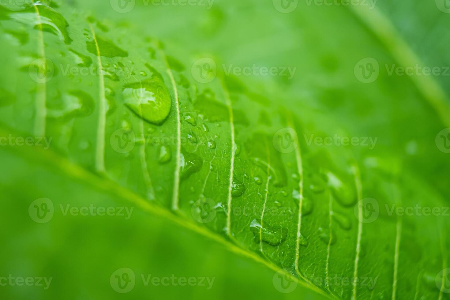 Raindrops on Lush Green Leaf photo