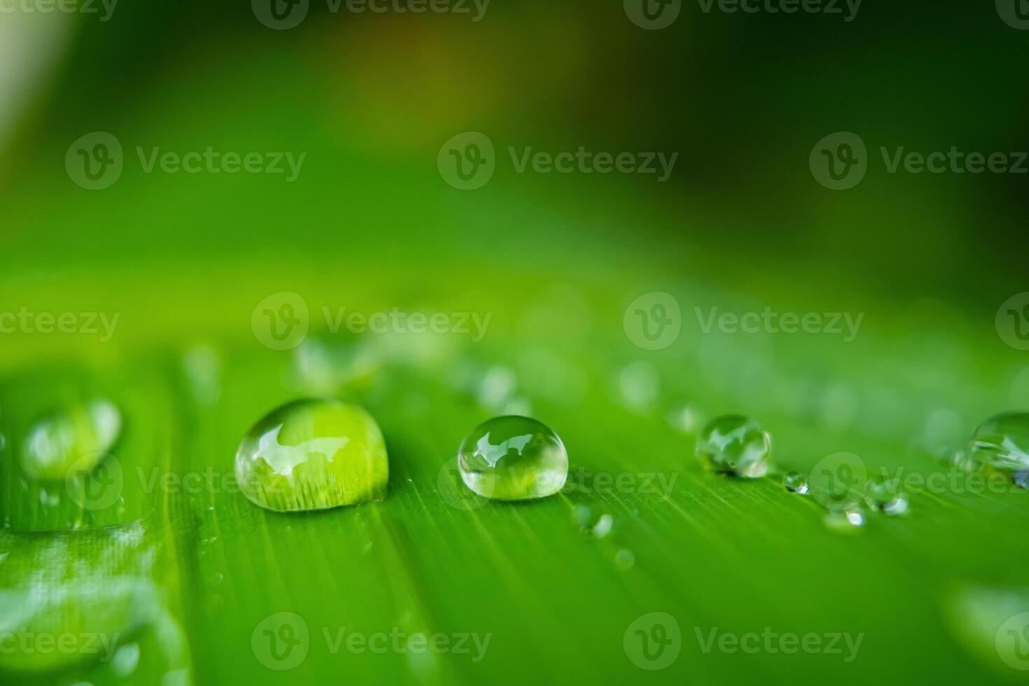 Raindrops on Lush Green Leaf photo