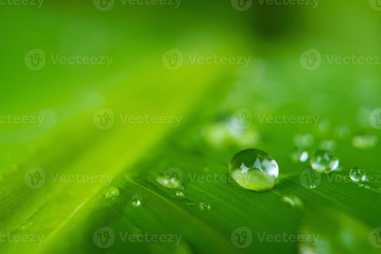 Raindrops on Lush Green Leaf photo