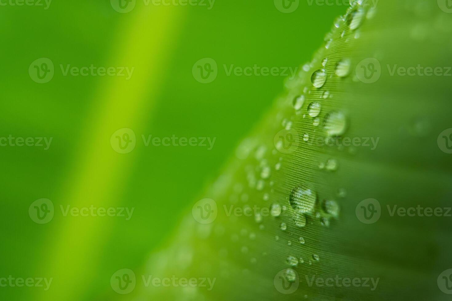 Raindrops on Lush Green Leaf photo