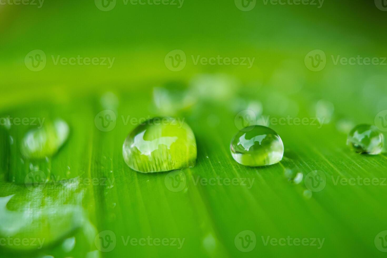 Raindrops on Lush Green Leaf photo