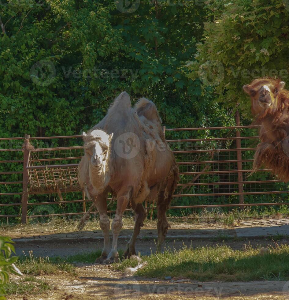 Shedding of a two-humped camel. Zoo in Bojnice, Slovakia. photo