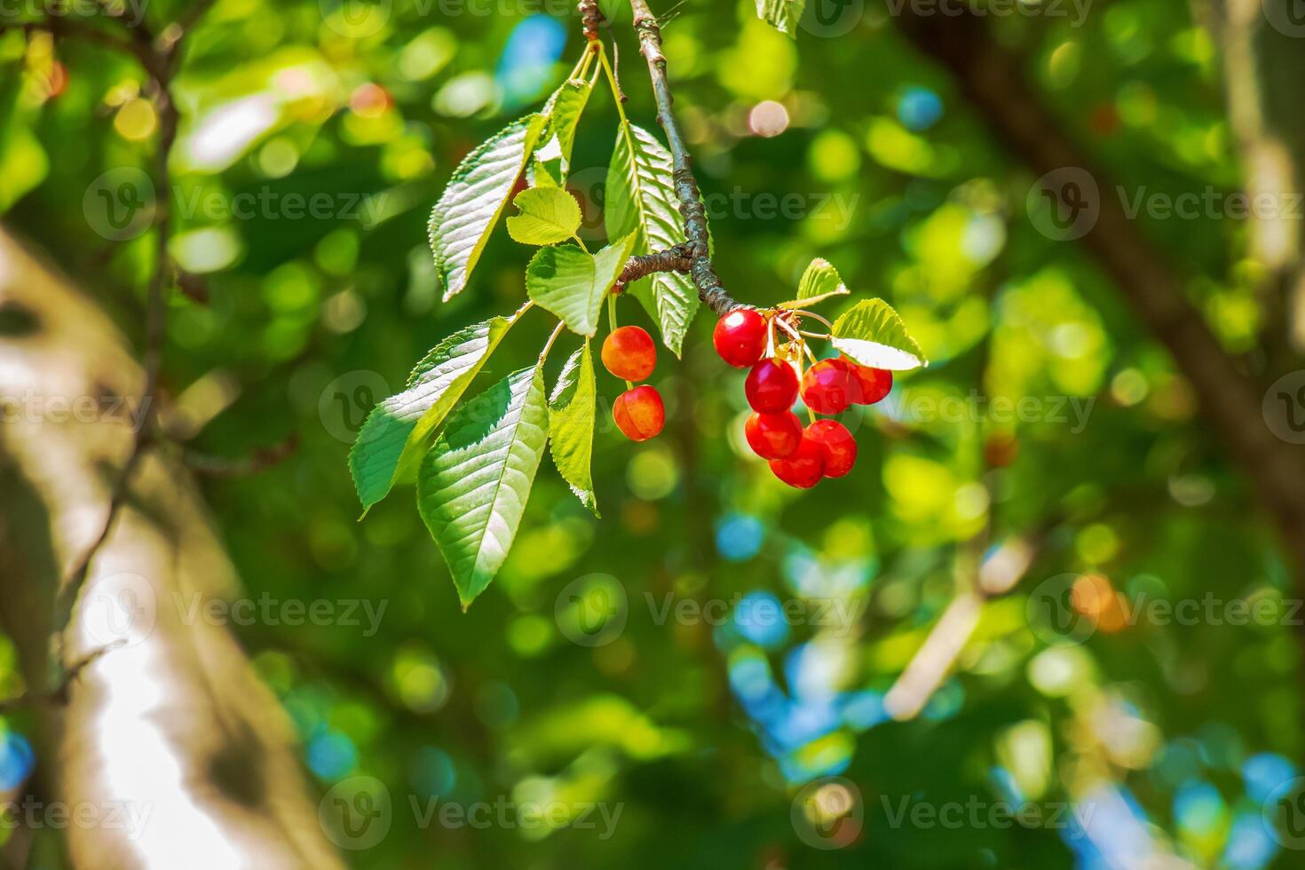 Ripe red cherries on a tree branch. Harvest time. photo