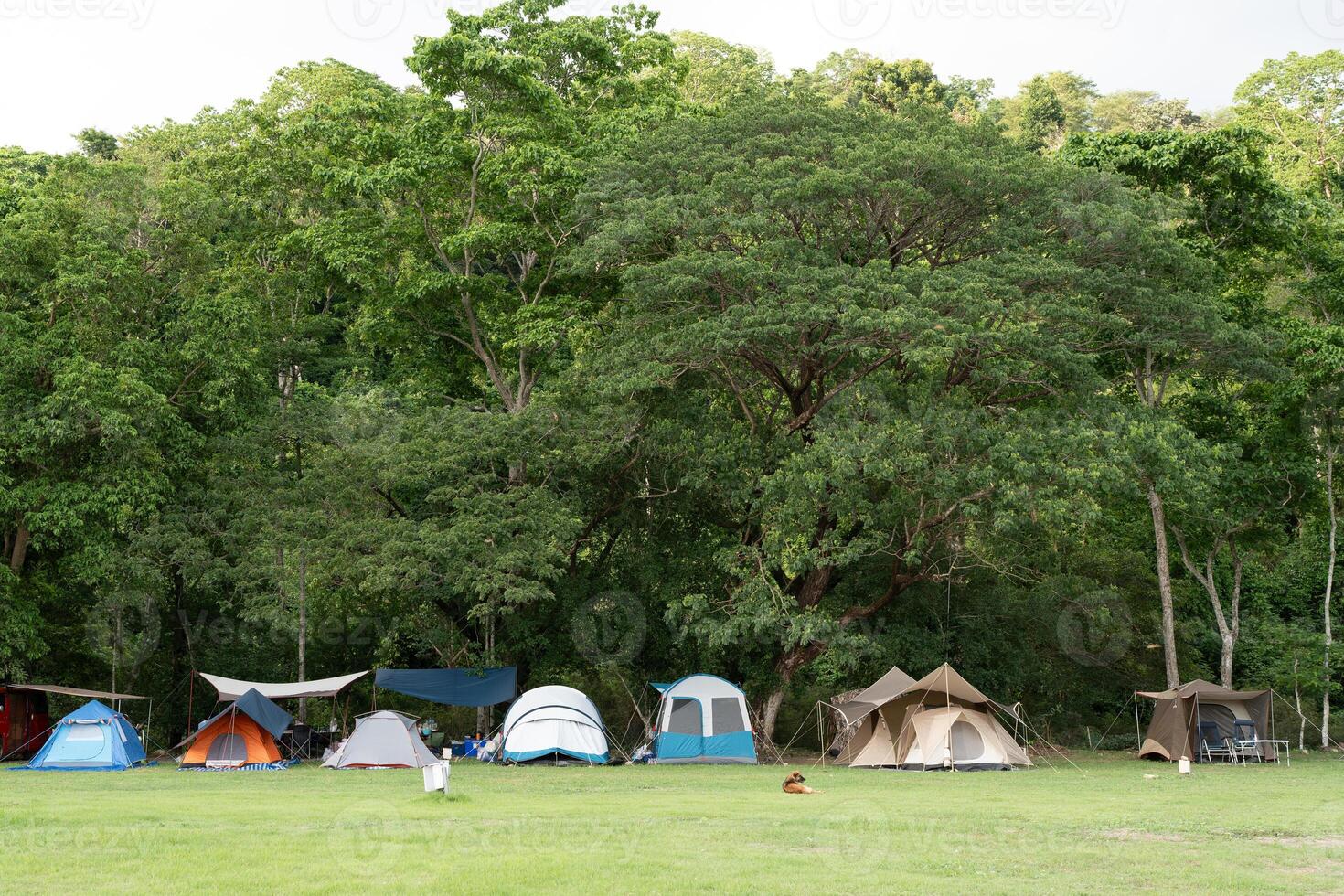 Many tent on green grassland with big tree background. photo