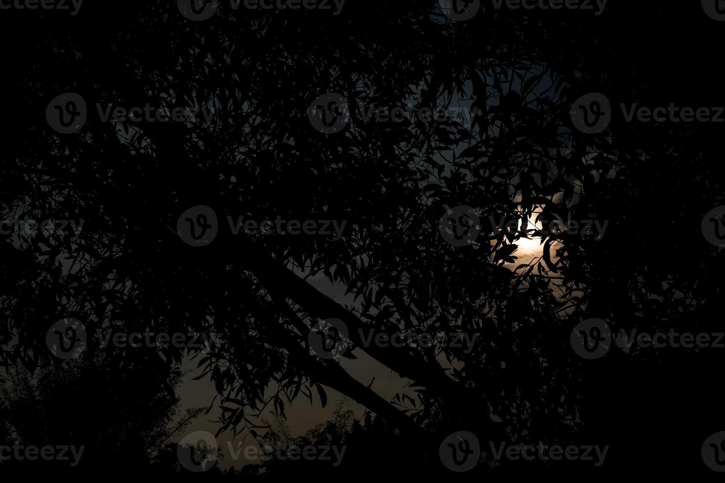 Beautiful sun shining through it, looking up from below at the bright light. photo