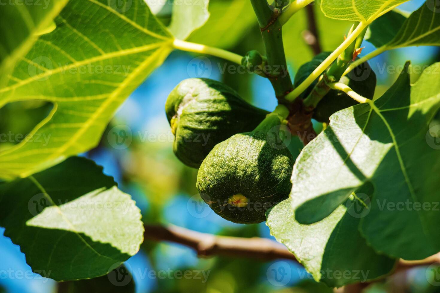 Green unripe figs fruits on the branch of a fig tree or sycamine with plant leaves in sunny summer day. photo