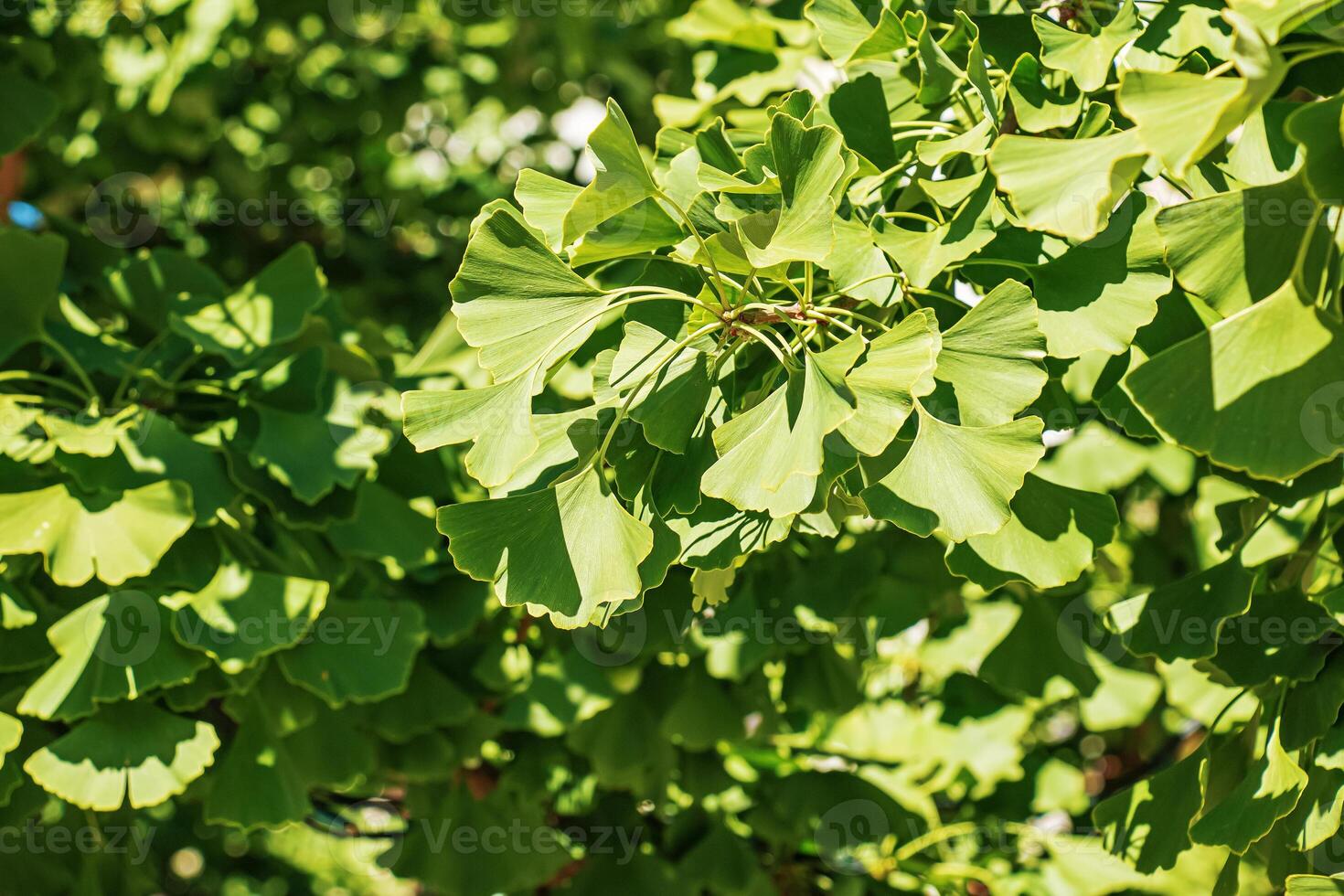 Fresh bright green leaves of ginkgo biloba. Natural foliage texture background. Branches of a ginkgo tree in Nitra in Slovakia. photo