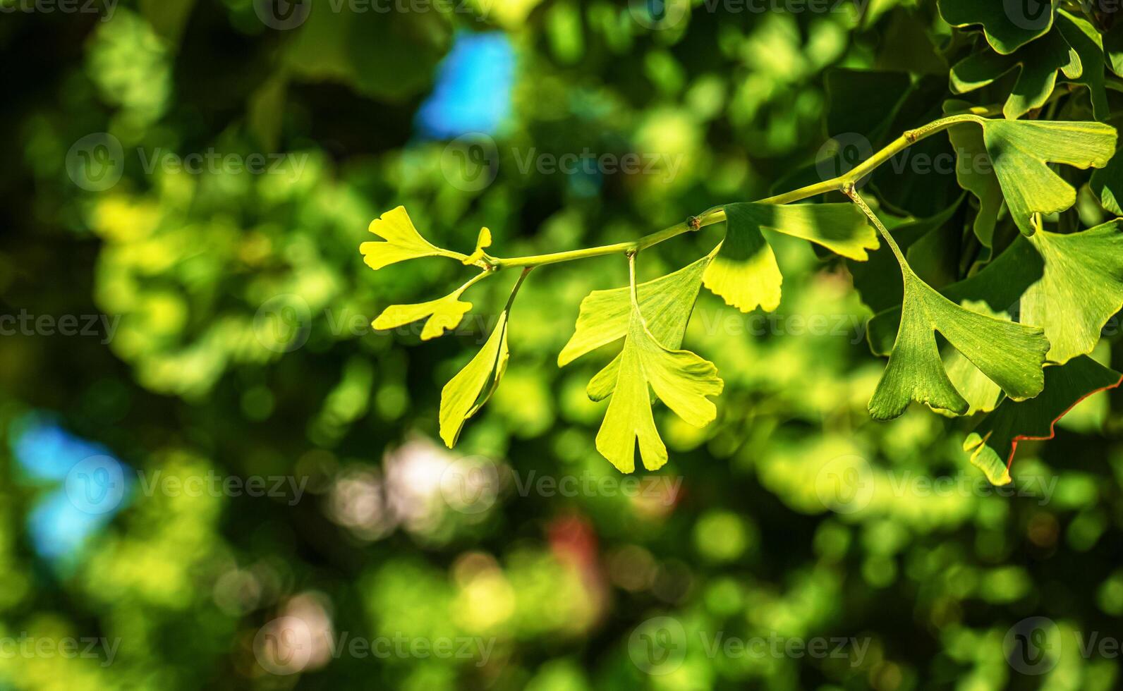 Fresh bright green leaves of ginkgo biloba. Natural foliage texture background. Branches of a ginkgo tree in Nitra in Slovakia. photo