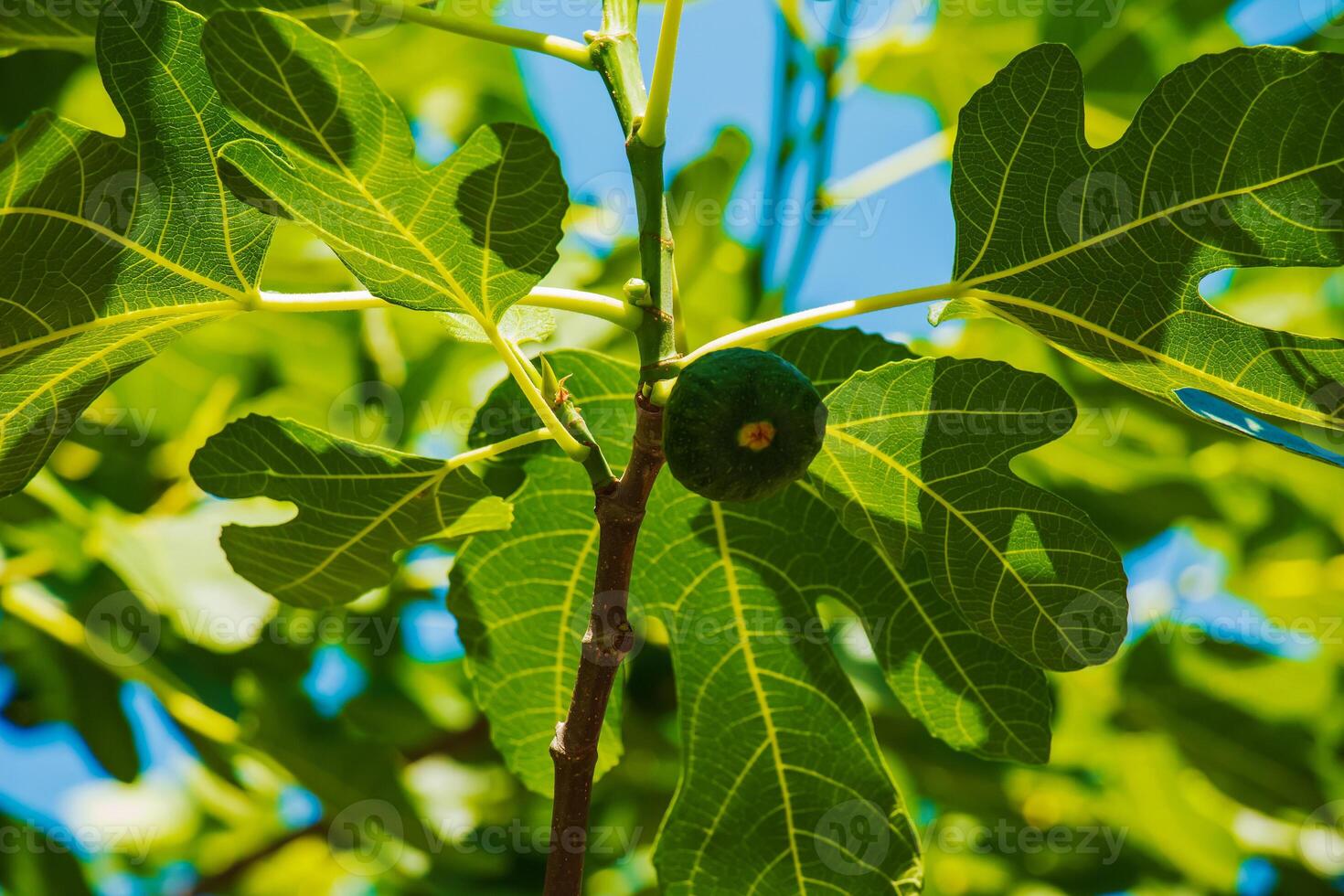 Green unripe figs fruits on the branch of a fig tree or sycamine with plant leaves in sunny summer day. photo