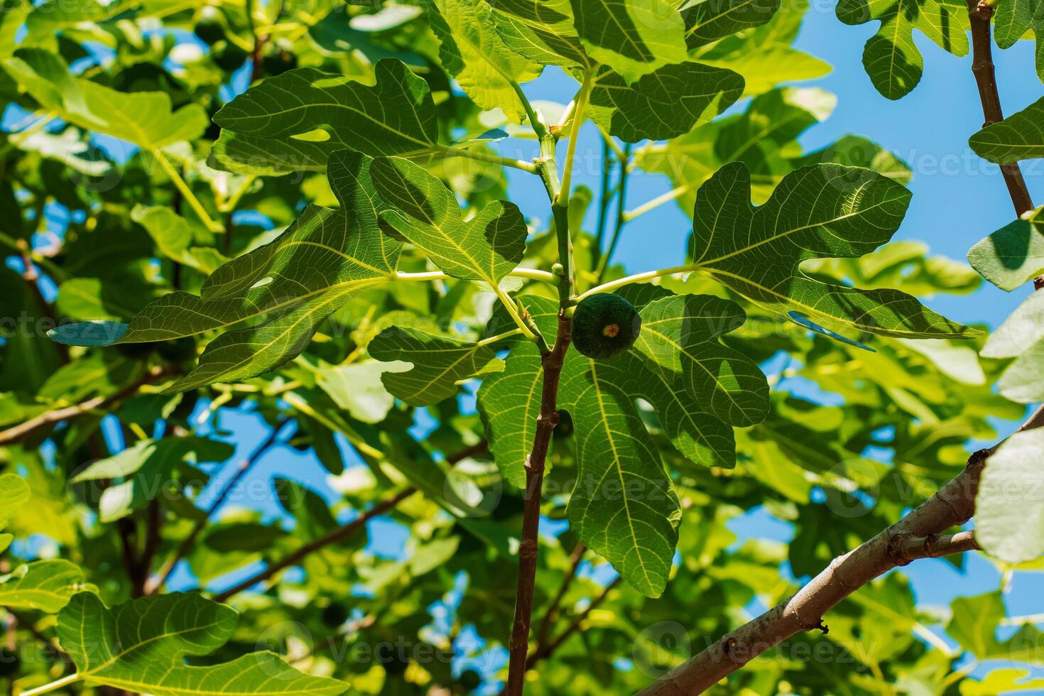 Green unripe figs fruits on the branch of a fig tree or sycamine with plant leaves in sunny summer day. photo