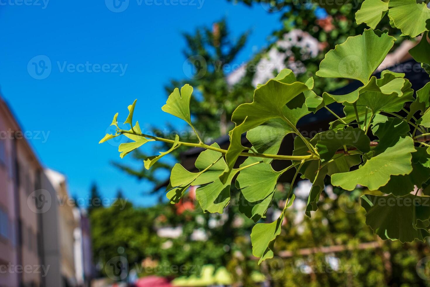 Fresh bright green leaves of ginkgo biloba. Natural foliage texture background. Branches of a ginkgo tree in Nitra in Slovakia. photo
