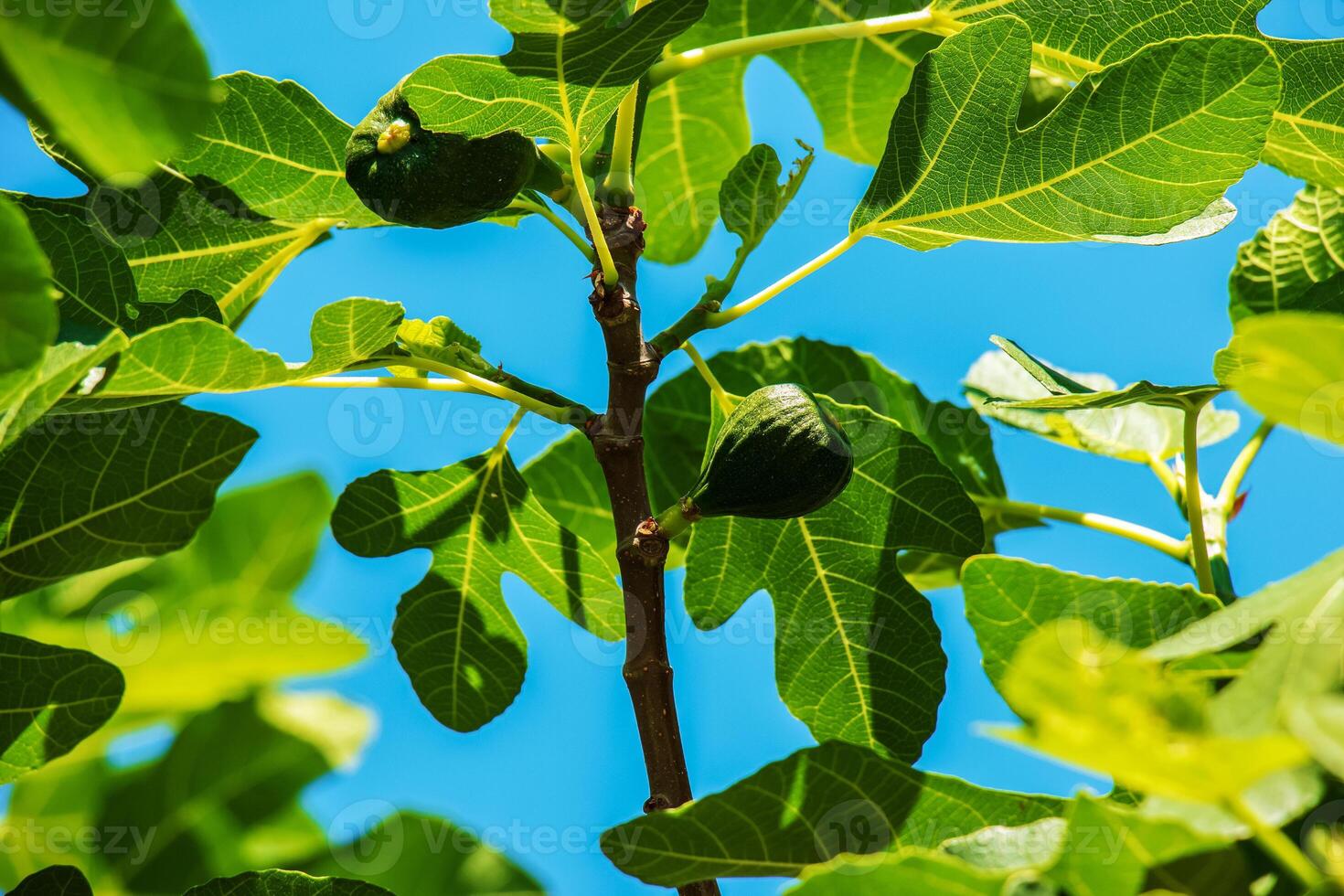 Green unripe figs fruits on the branch of a fig tree or sycamine with plant leaves in sunny summer day. photo