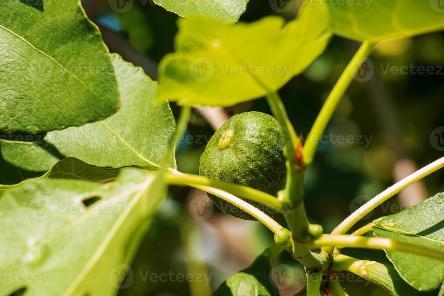 Green unripe figs fruits on the branch of a fig tree or sycamine with plant leaves in sunny summer day. photo