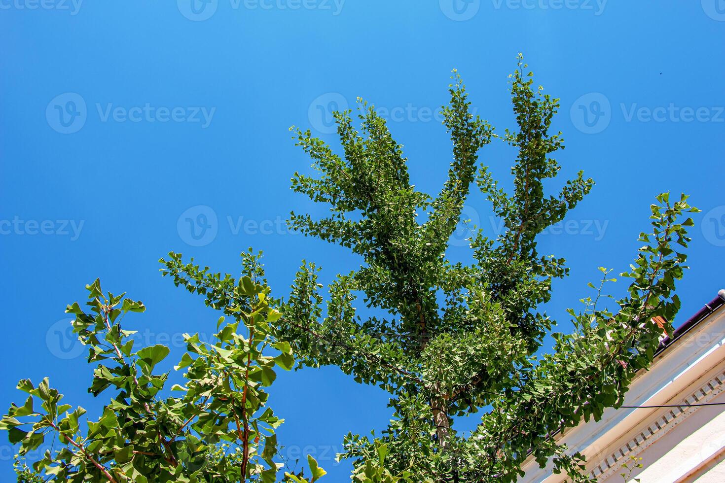 Fresh bright green leaves of ginkgo biloba. Natural foliage texture background. Branches of a ginkgo tree in Nitra in Slovakia. photo