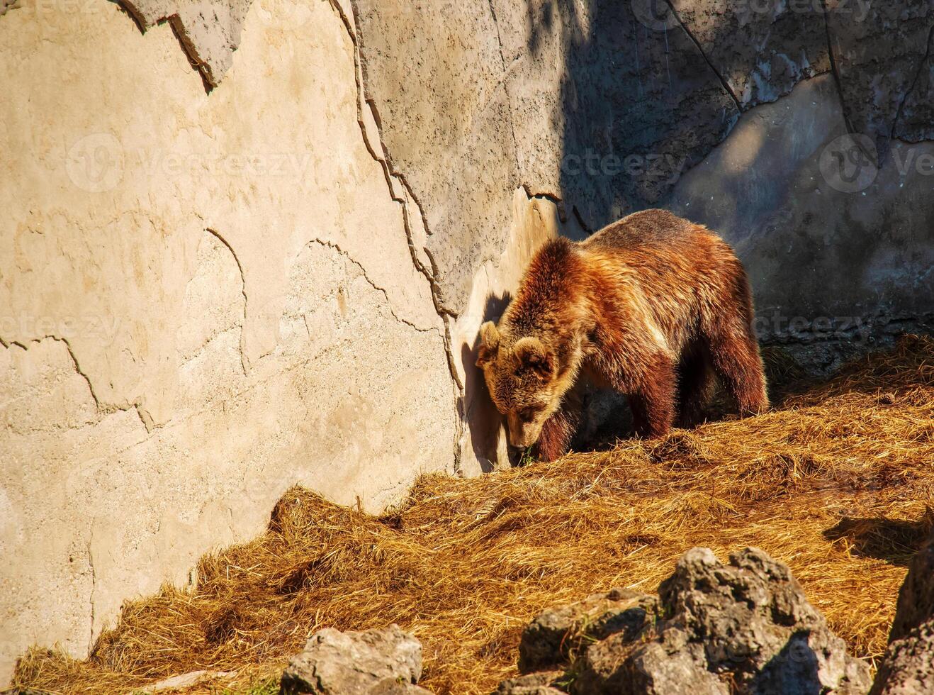 The Eurasian brown bear Ursus arctos arctos, also known as the common brown bear. Brown bear on the rocks. photo