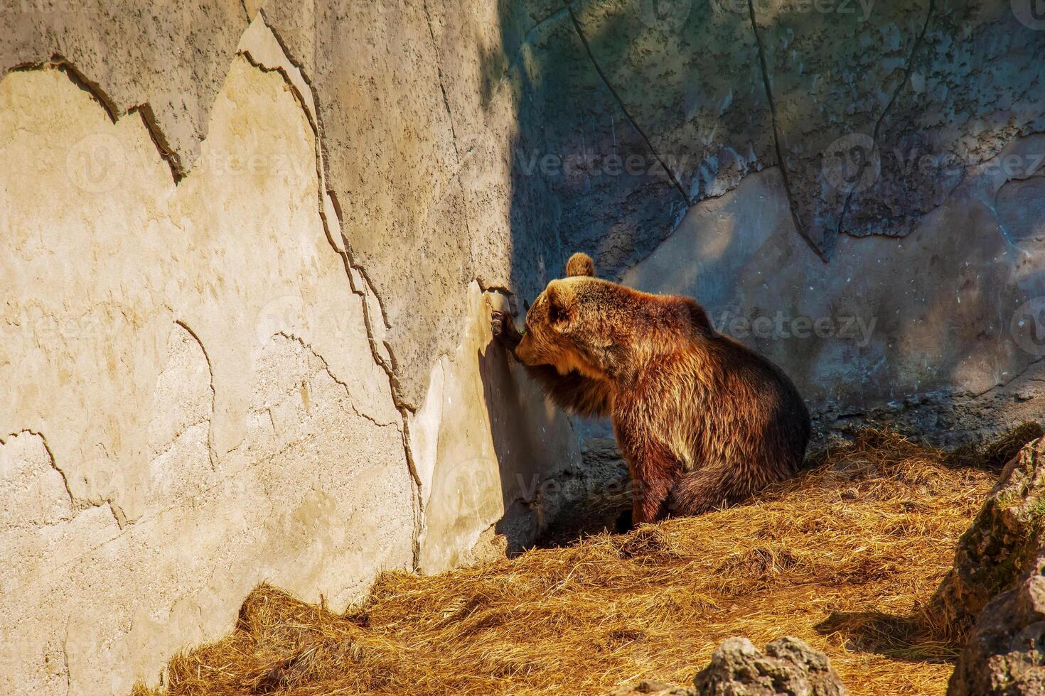 The Eurasian brown bear Ursus arctos arctos, also known as the common brown bear. Brown bear on the rocks. photo
