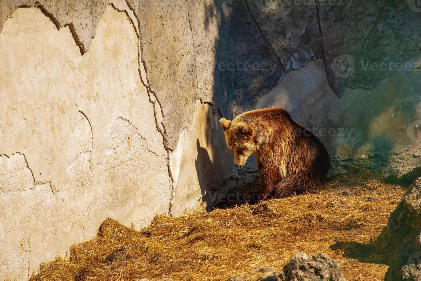 The Eurasian brown bear Ursus arctos arctos, also known as the common brown bear. Brown bear on the rocks. photo