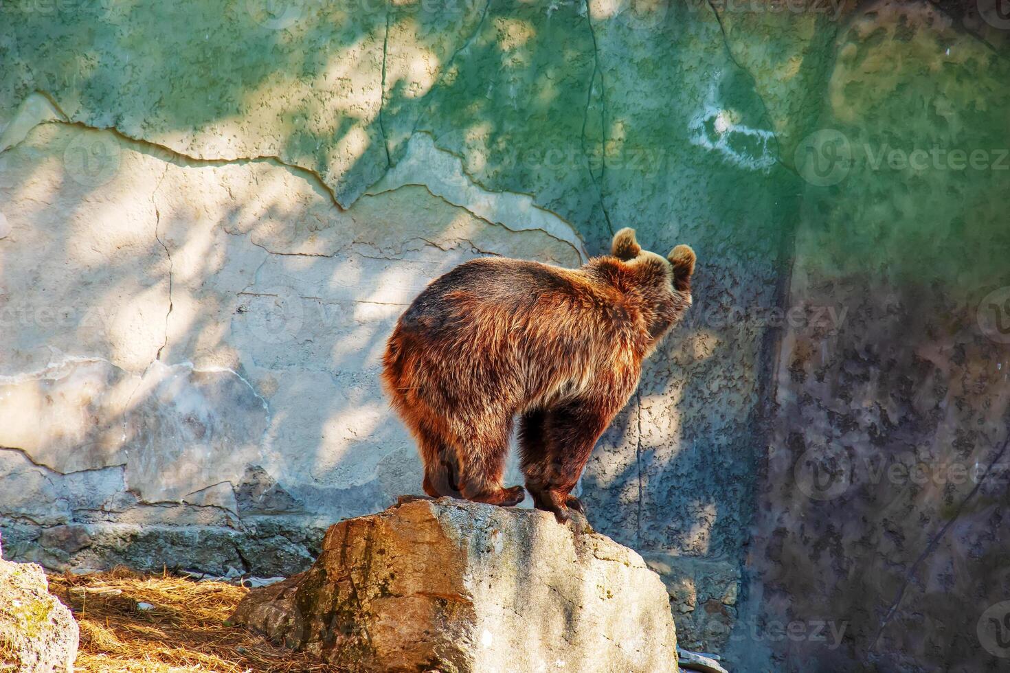 The Eurasian brown bear Ursus arctos arctos, also known as the common brown bear. Brown bear on the rocks. photo
