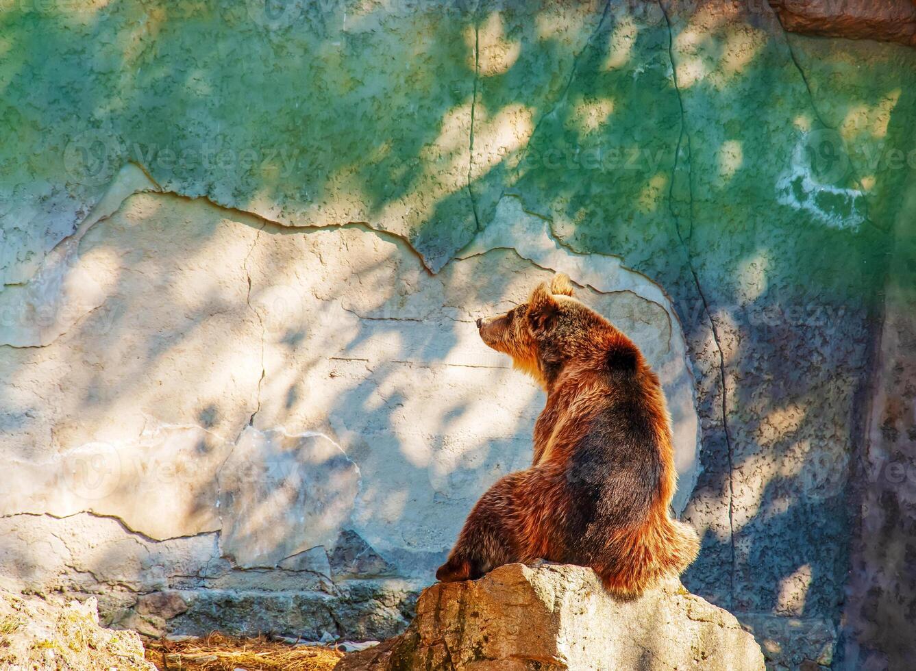 The Eurasian brown bear Ursus arctos arctos, also known as the common brown bear. Brown bear on the rocks. photo