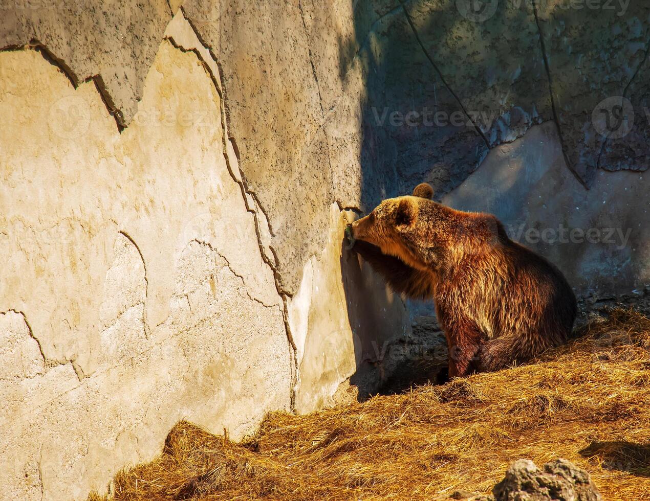 The Eurasian brown bear Ursus arctos arctos, also known as the common brown bear. Brown bear on the rocks. photo
