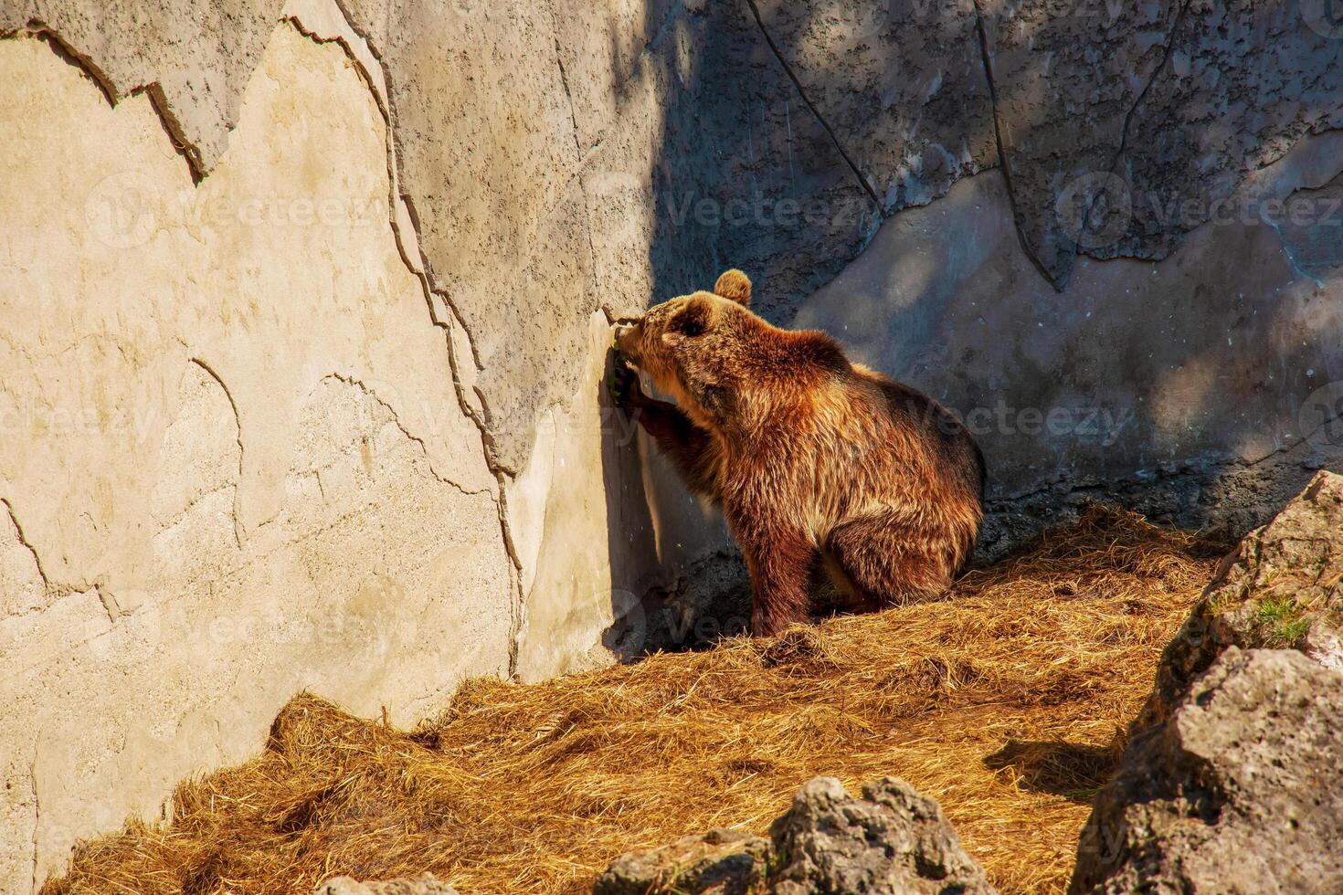 The Eurasian brown bear Ursus arctos arctos, also known as the common brown bear. Brown bear on the rocks. photo