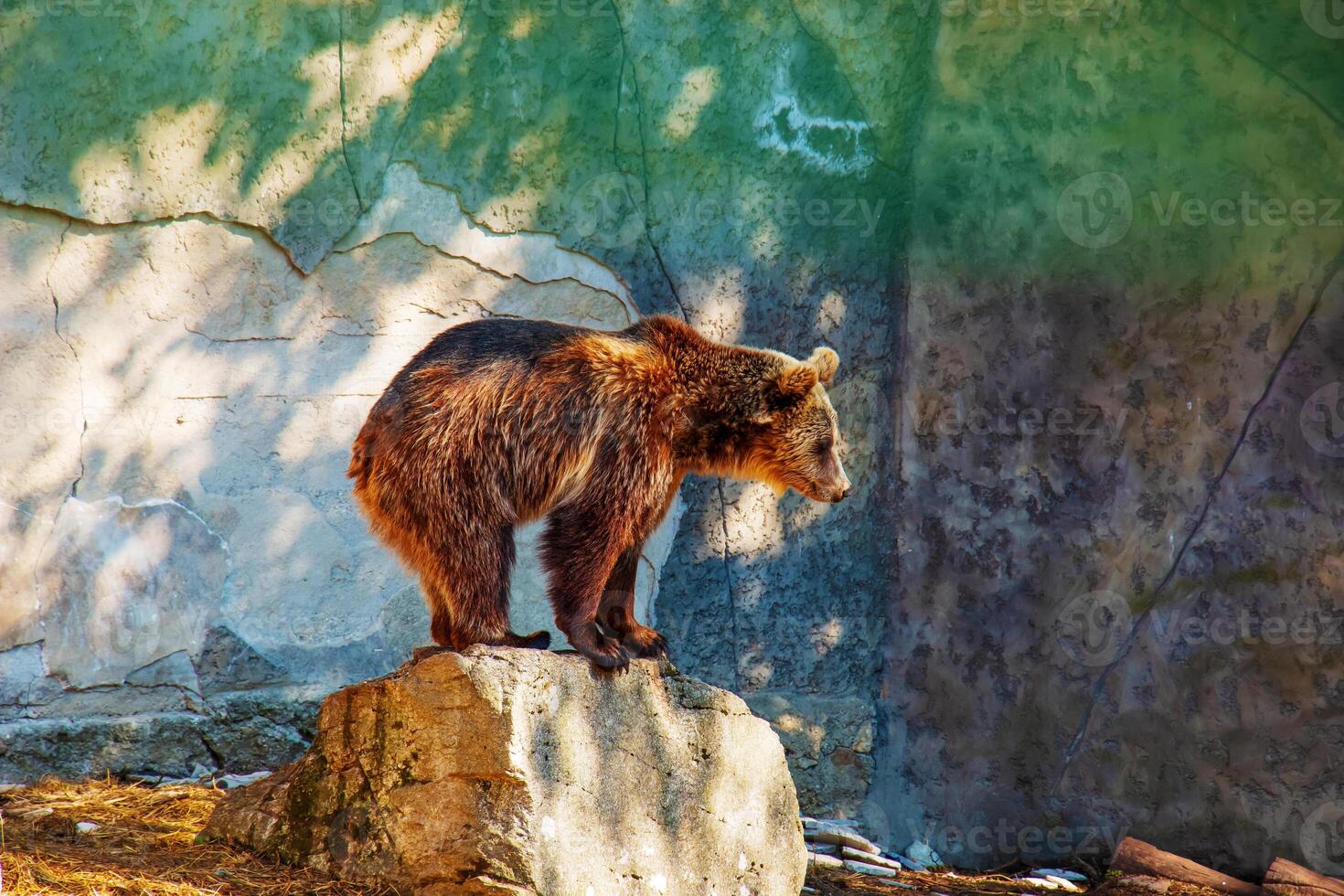 The Eurasian brown bear Ursus arctos arctos, also known as the common brown bear. Brown bear on the rocks. photo