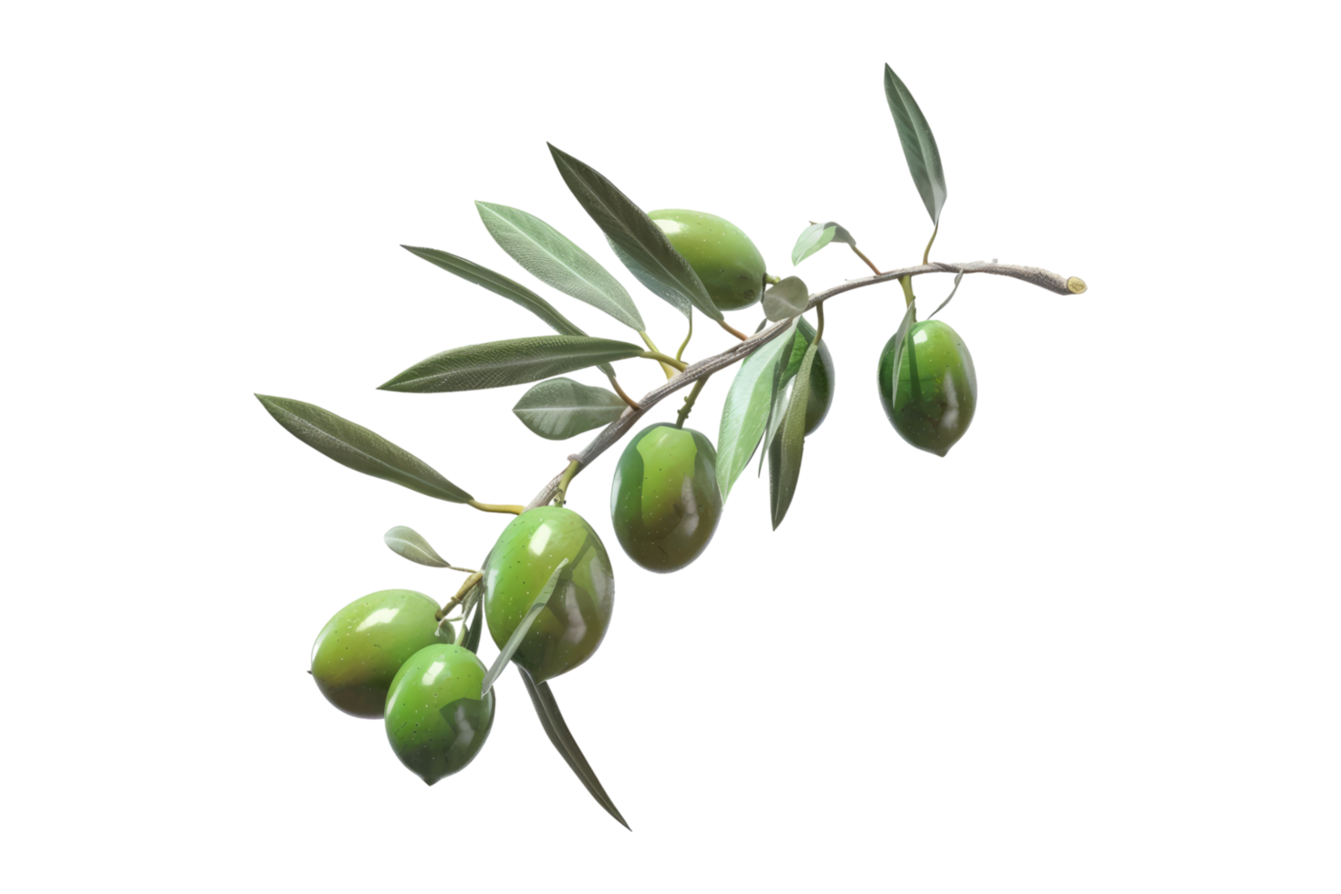 Olives on a branch with leaves png