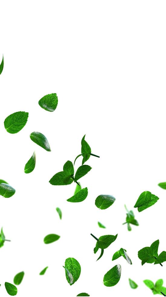 Refreshing mint leaves flying overlay on white at the bottom corner photo