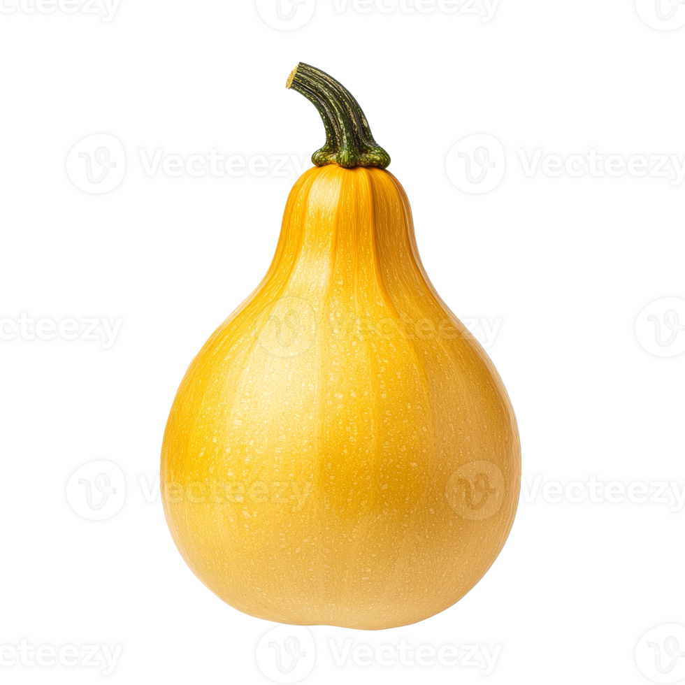 butternut squash isolated transparent background png
