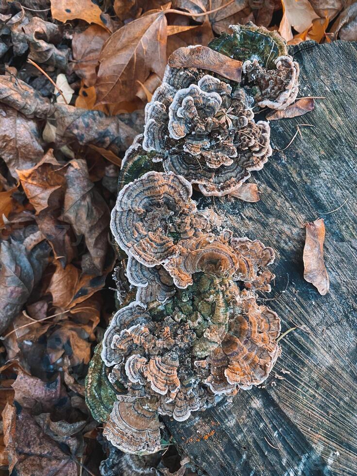 Brown polypore mushrooms or Trametes versicolor or or turkey tail on tree stump, brown maple leaves, top view photo