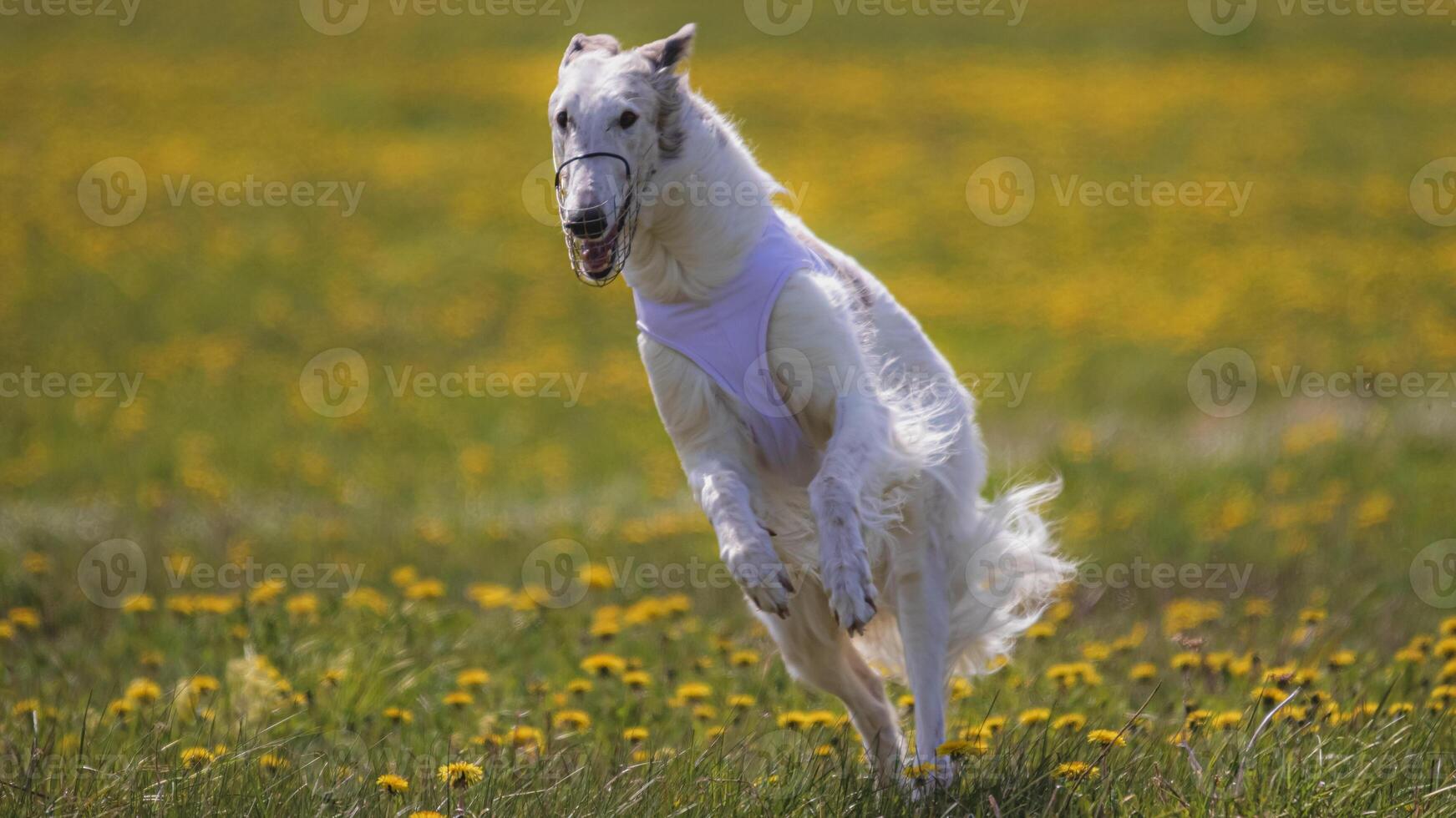 Dog running in green field and chasing lure at full speed on coursing competition straight into camera photo