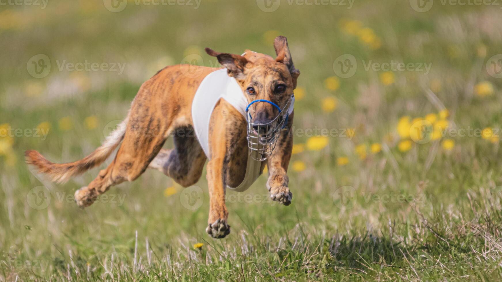 Dog running in green field and chasing lure at full speed on coursing competition straight into camera photo