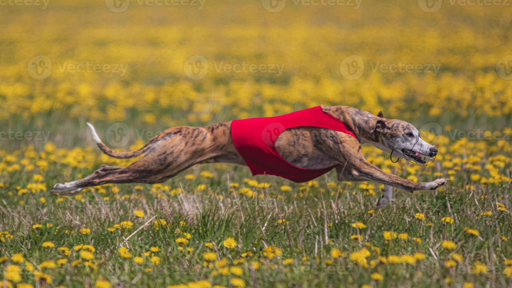 Dog running in green field and chasing lure at full speed on coursing competition straight into camera photo