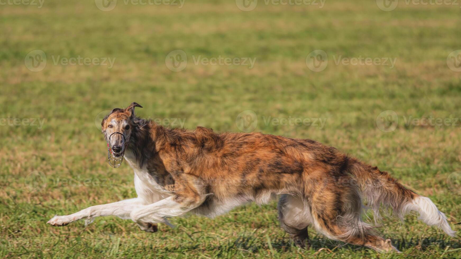Dog running in green field and chasing lure at full speed on coursing competition straight into camera photo