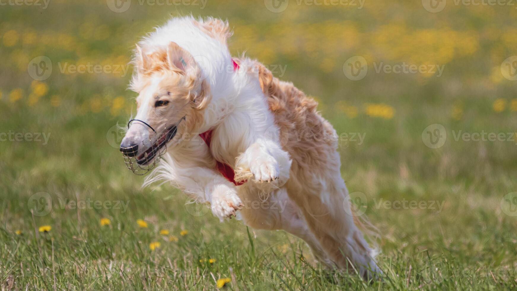 Dog running in green field and chasing lure at full speed on coursing competition straight into camera photo