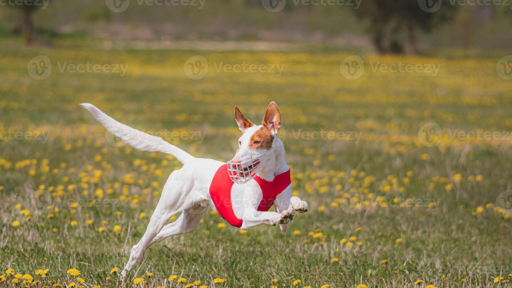Dog running in green field and chasing lure at full speed on coursing competition straight into camera photo