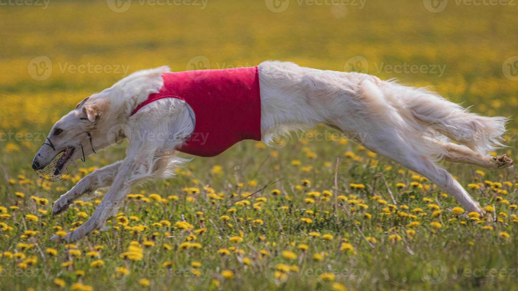 Dog running in green field and chasing lure at full speed on coursing competition straight into camera photo