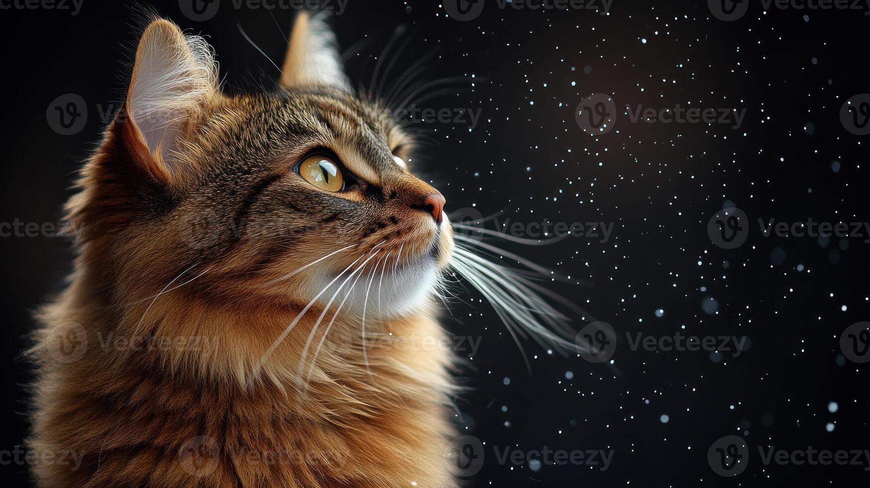 The feline stares intently at the drifting snow, captivated by its beauty photo