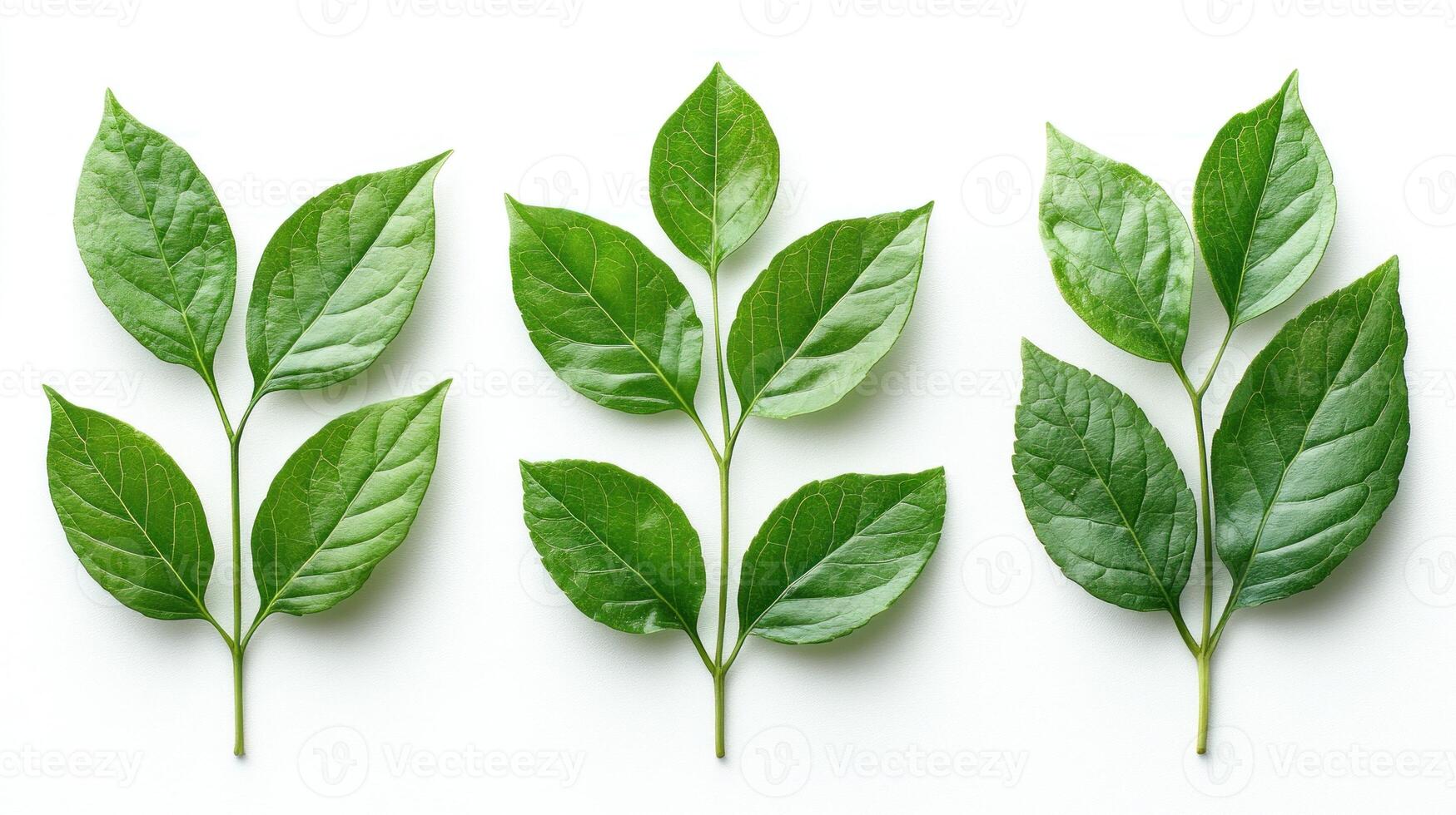 Three distinct varieties of green leaves showcasing nature's intricate patterns photo
