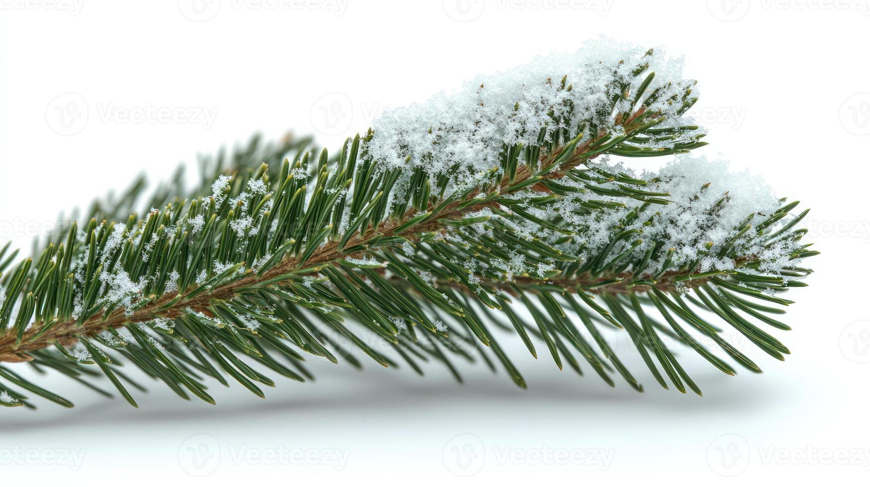Evergreen branches covered in fresh snow create a peaceful winter mood and beauty photo