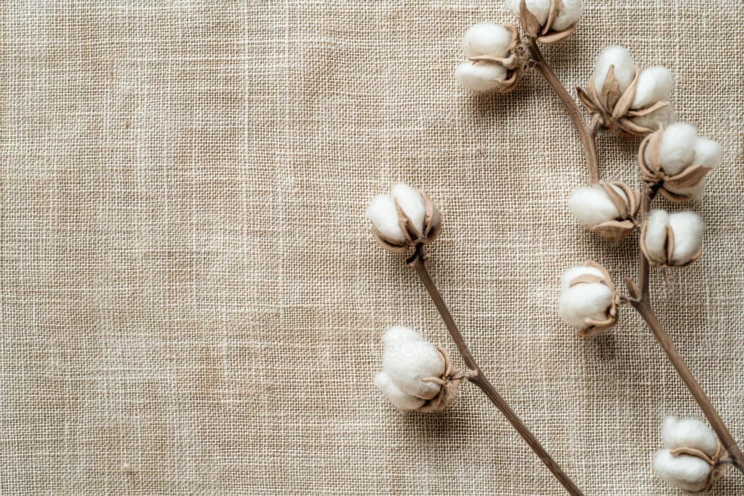 A cotton branch on a textured linen backdrop, perfect for ecofriendly design projects showcasing natural beauty photo