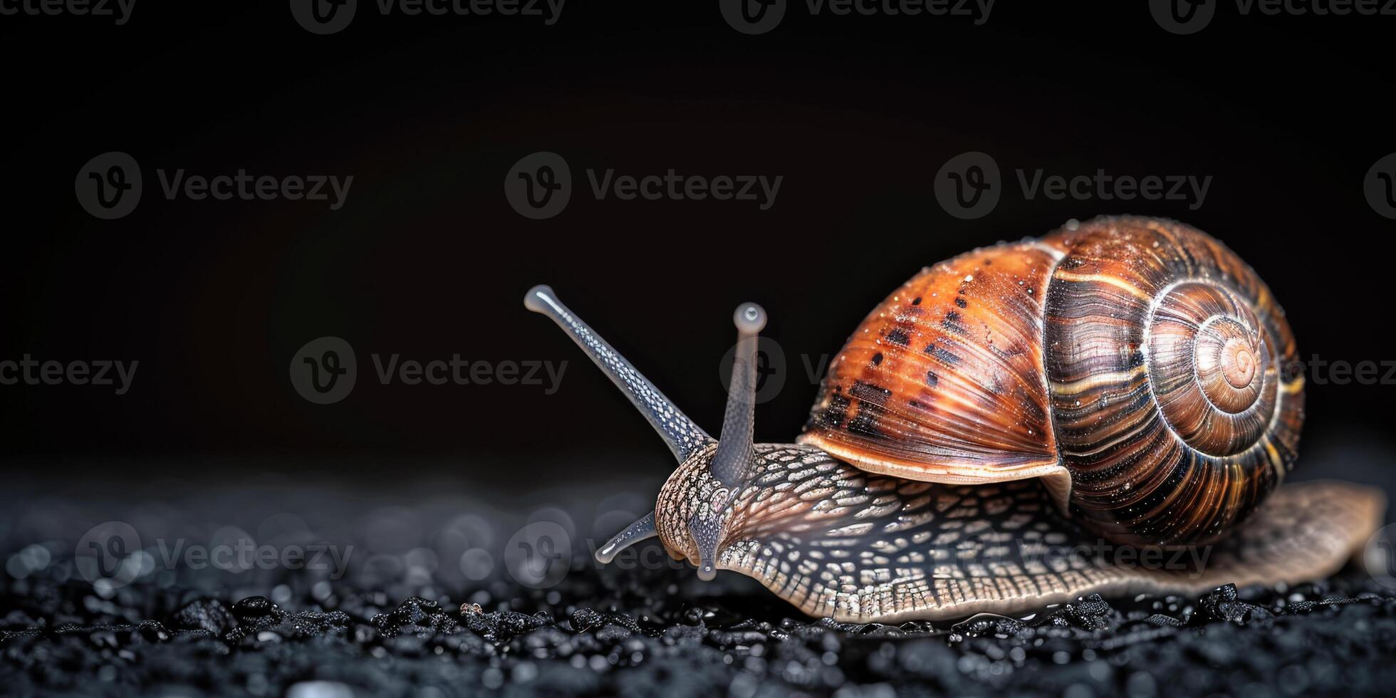 In depth view of a snail on a textured black surface with a dark background, showcasing its intricate details photo