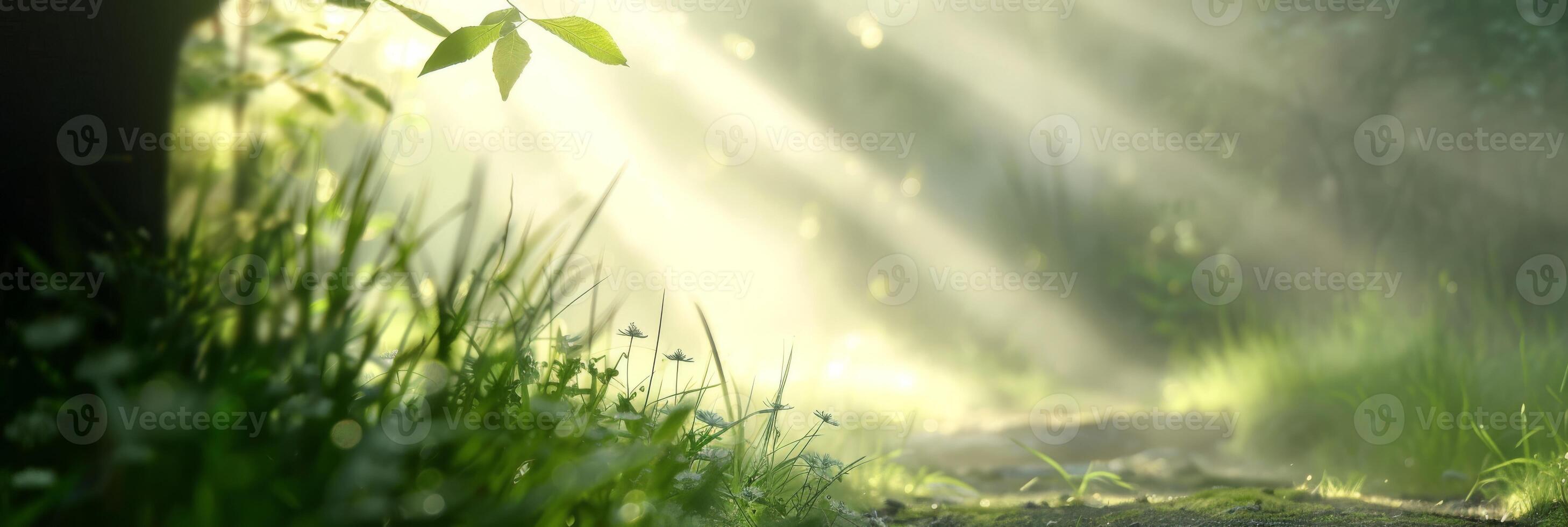 Beautiful forest path with sunlight streaming through the trees, capturing the essence of tranquility. photo